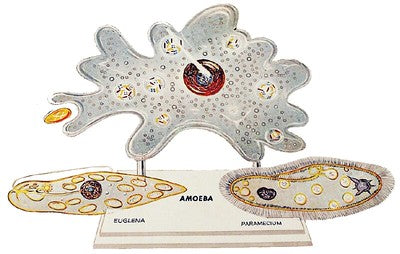 The Amazing Amoeba Educational Kit (14 Inches Wide) (STEM Science, Technology, Engineering and Mathematics)