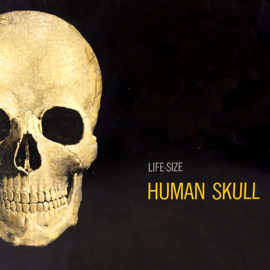 PREORDER 1:1 Human Skull Life-Size Anatomy Kit